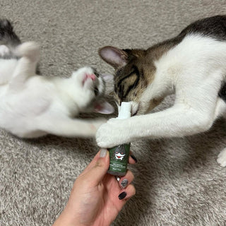 How to Introduce the Spray to Your Cat