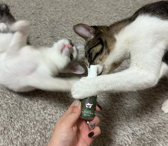 How to Introduce the Spray to Your Cat