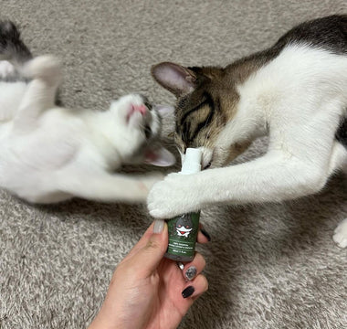 How to Introduce the Spray to Your Cat