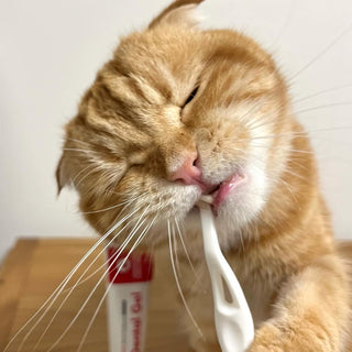 How often to brush your cat's teeth