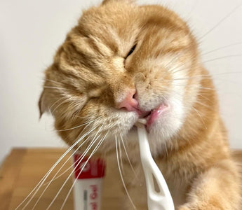 How often to brush your cat's teeth