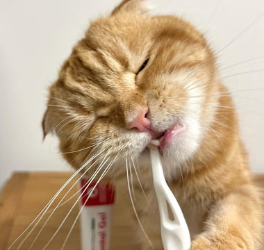 How often to brush your cat's teeth