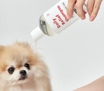 How to Bathe Dogs with Sensitive, Allergic, or Seborrheic Skin
