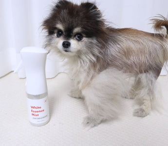 What is White Essence Mist?