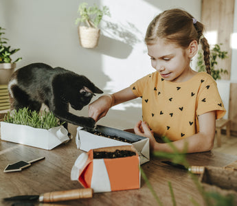 Why do Cats Love Matatabi Leaves?