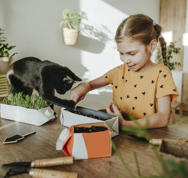 Why do Cats Love Matatabi Leaves?