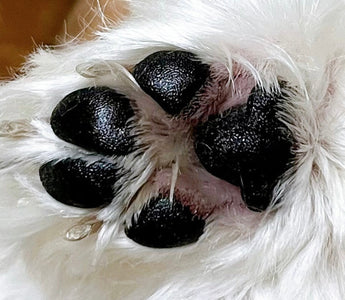 The Most Effective Dog Moisturizer for Eczema