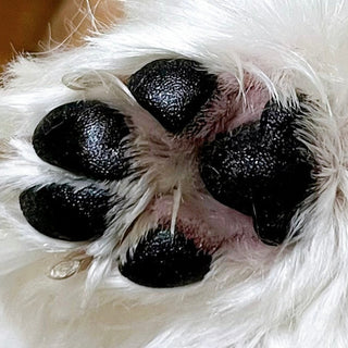 The Most Effective Dog Moisturizer for Eczema