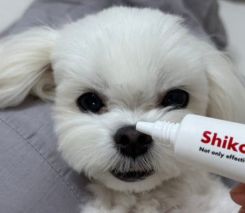 How to Take Care of Your Dog's Skin on a Snowy Day