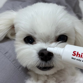 How to Take Care of Your Dog's Skin on a Snowy Day