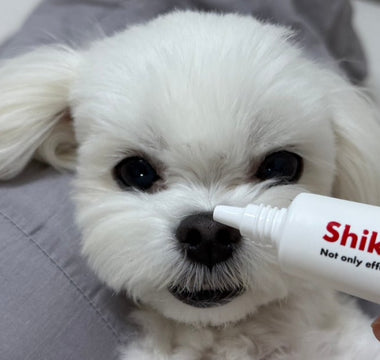 How to Take Care of Your Dog's Skin on a Snowy Day