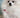 How to Manage Seborrheic Dermatitis in Dogs