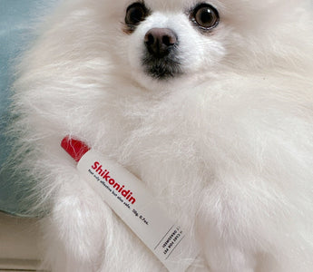 How to Manage Seborrheic Dermatitis in Dogs