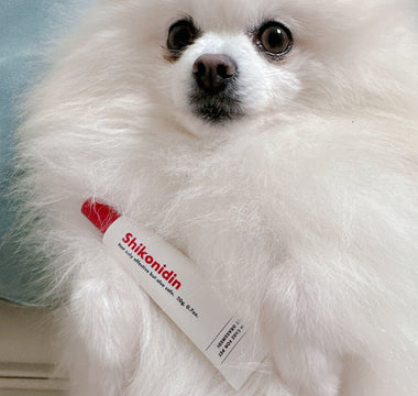 How to Manage Seborrheic Dermatitis in Dogs