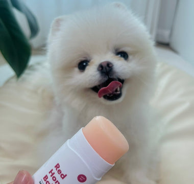 What are the Risks of Neglecting Paw Pad Care?