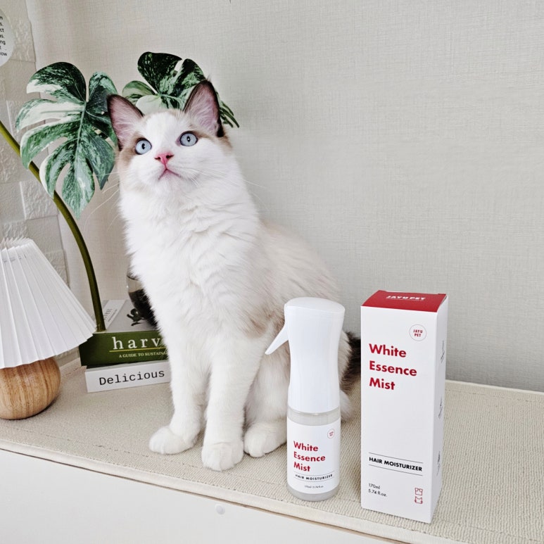 Expert tips for maintaining your cat's hair and skin – JAYU PET
