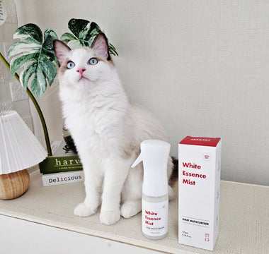 Expert tips for maintaining your cat's hair and skin