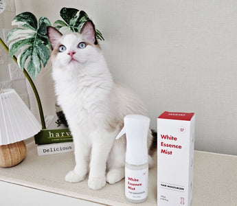 Expert tips for maintaining your cat's hair and skin