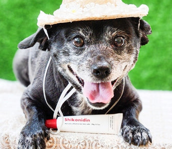 Expert Tips on Keeping Your Dog's Skin Hydrated