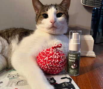 Tips for a cat-friendly Christmas