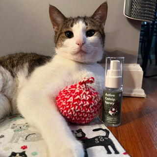 Tips for a cat-friendly Christmas