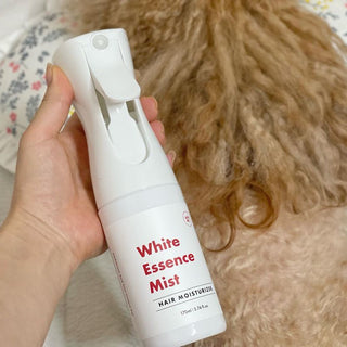 Home routine for dog itchy skin