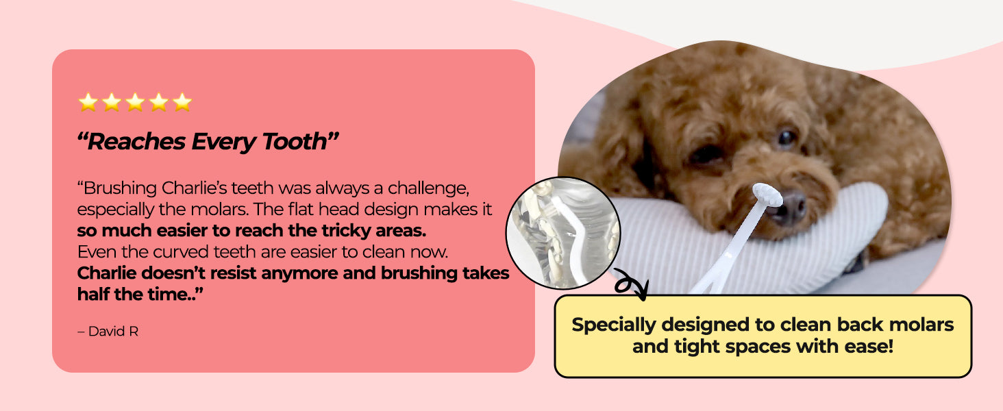 JAYU PET Dental Care Brush Firm Bristles customer review