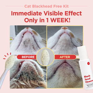 Cat Blackhead Free Kit – Black Seed Cleaner & Exfoliating Brush - JAYU PET