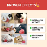 Cat Holic Ball and Spray – Silvervine Cat Toy & Catnip Spray - JAYU PET